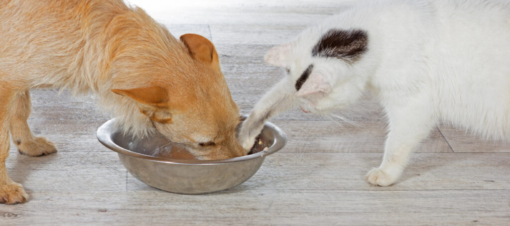 Waarom katten meer eiwit nodig hebben dan honden: wetenschappelijke uitleg