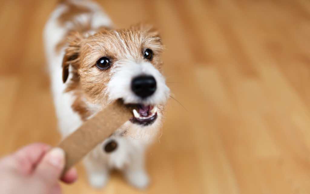Natvoer versus droogvoer: impact op gebitsgezondheid bij honden